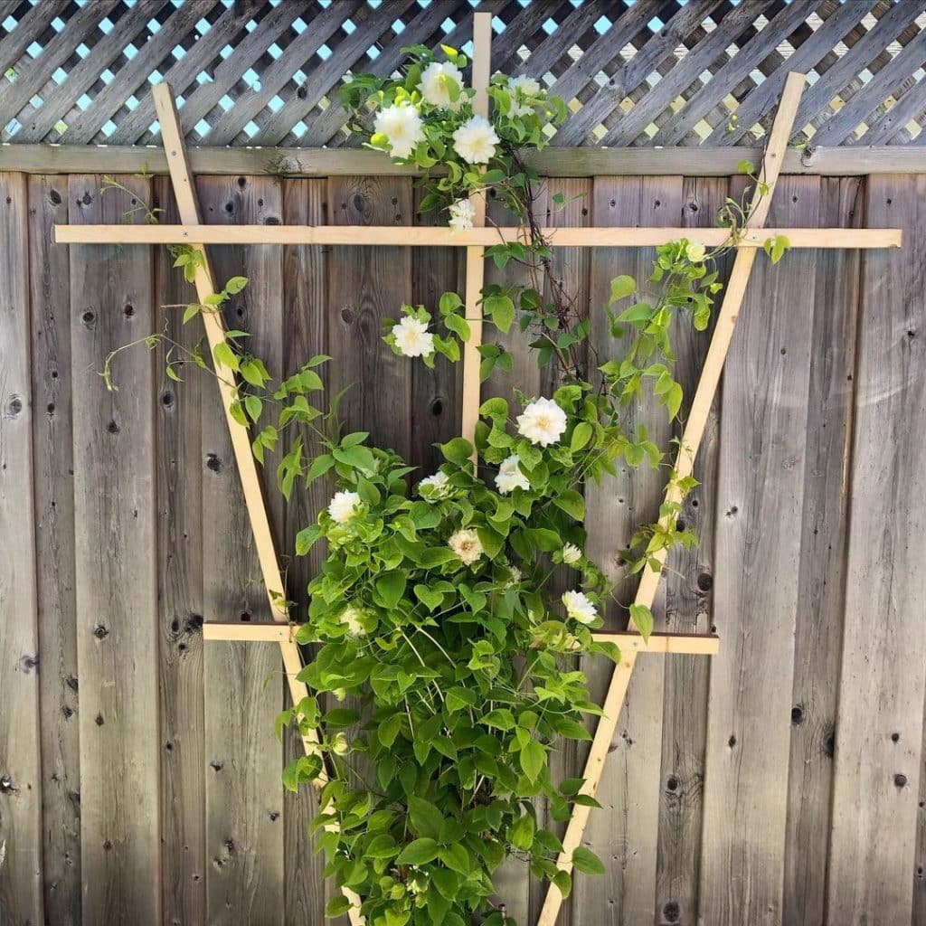 DIY Trellis 20